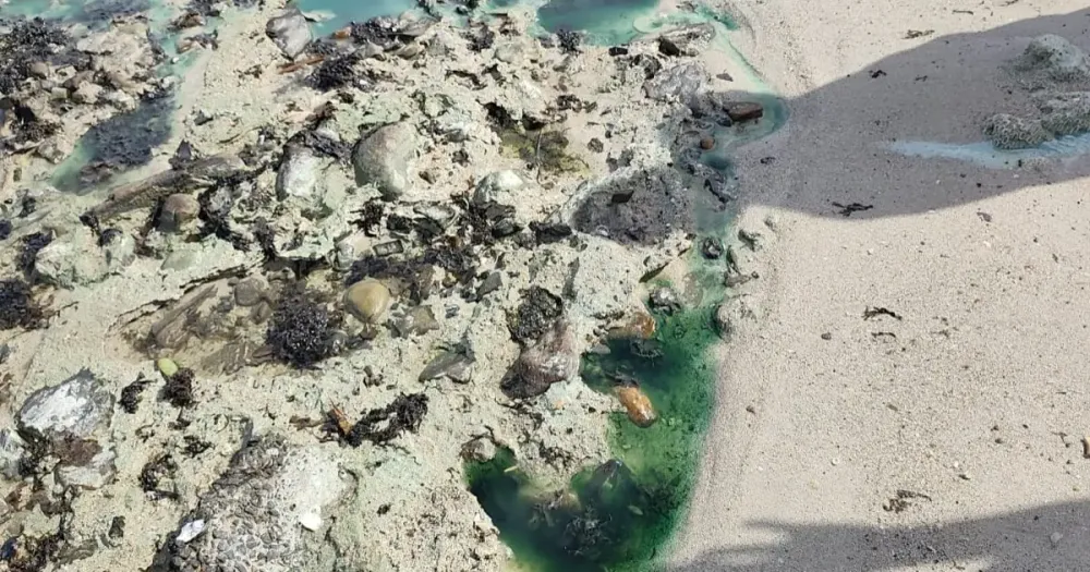 Comunidade da Praia de São Tomé de Paripe sofre com efeitos da contaminação