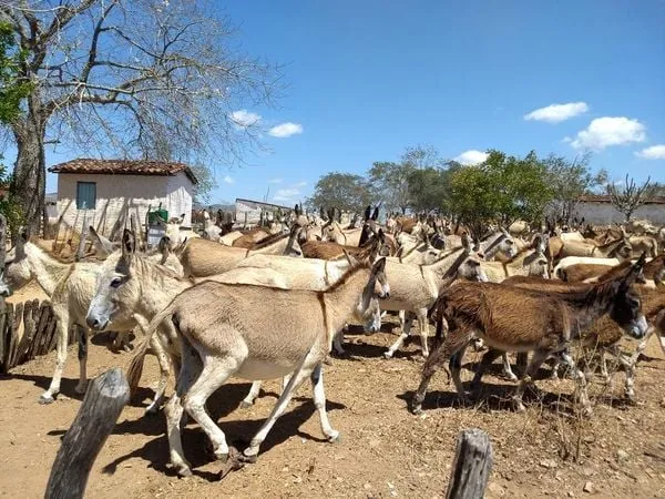 Justiça Federal proíbe abate de jumentos na Bahia